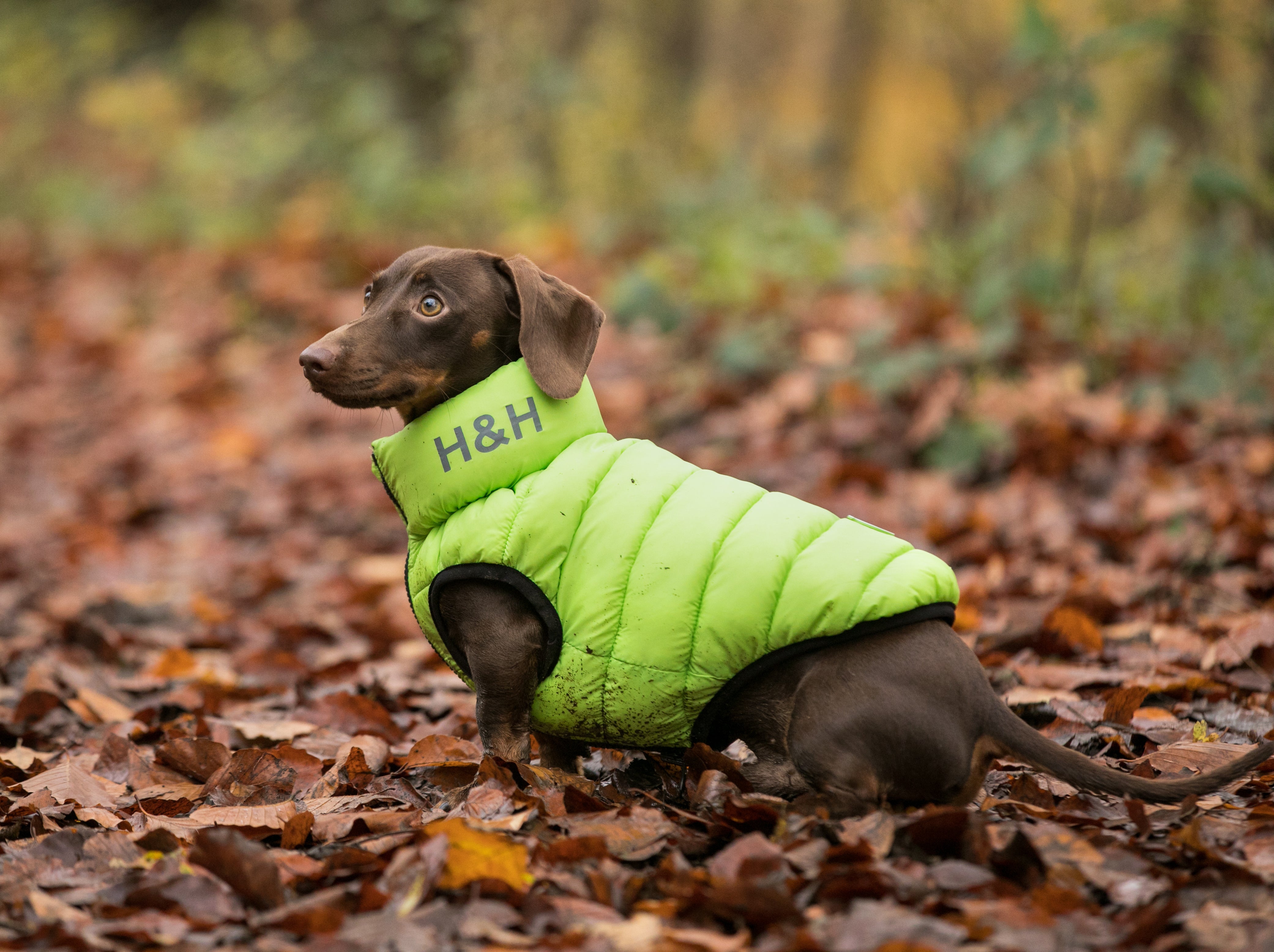 puppy coats argos