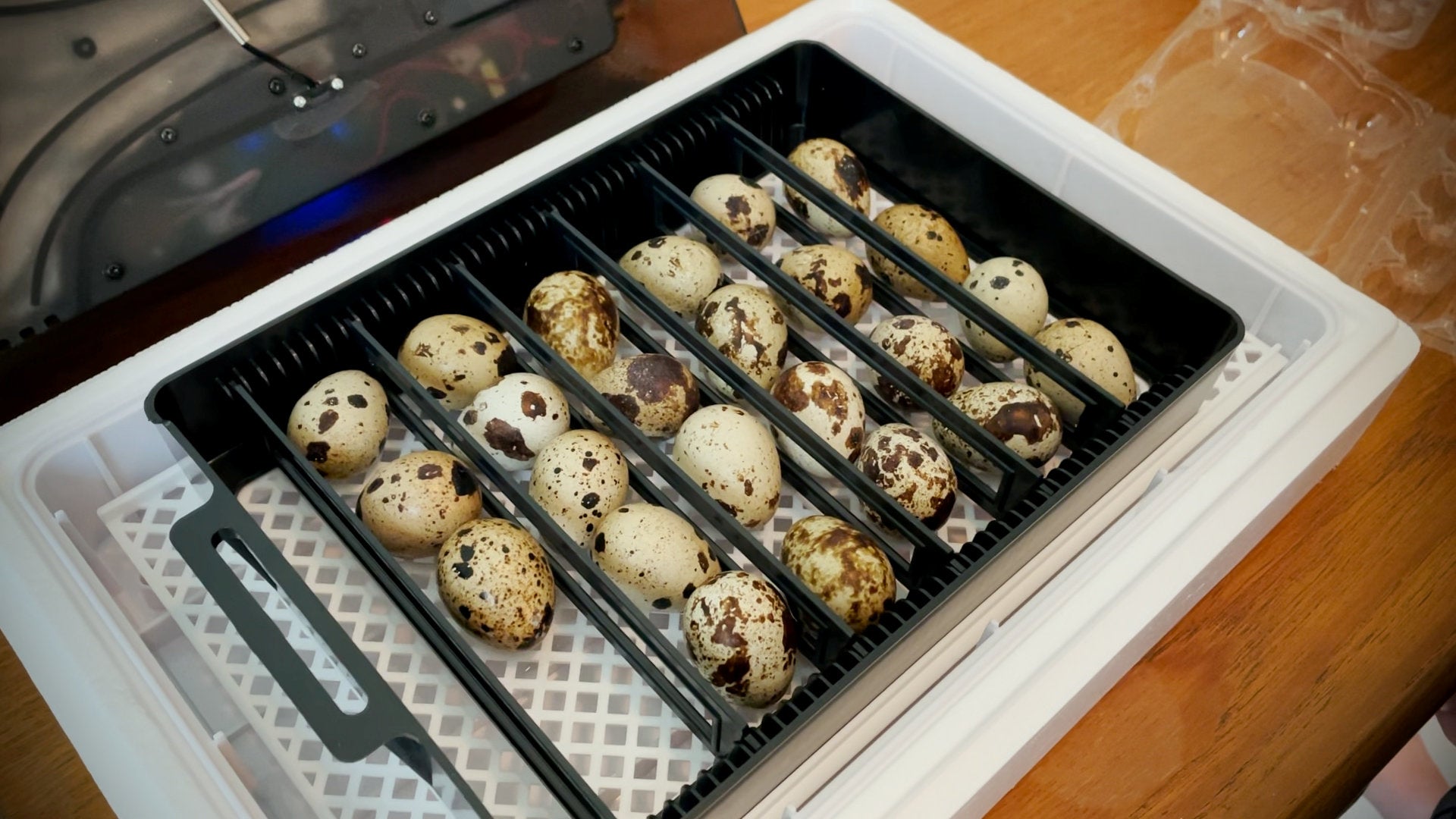 hatching supermarket quail eggs