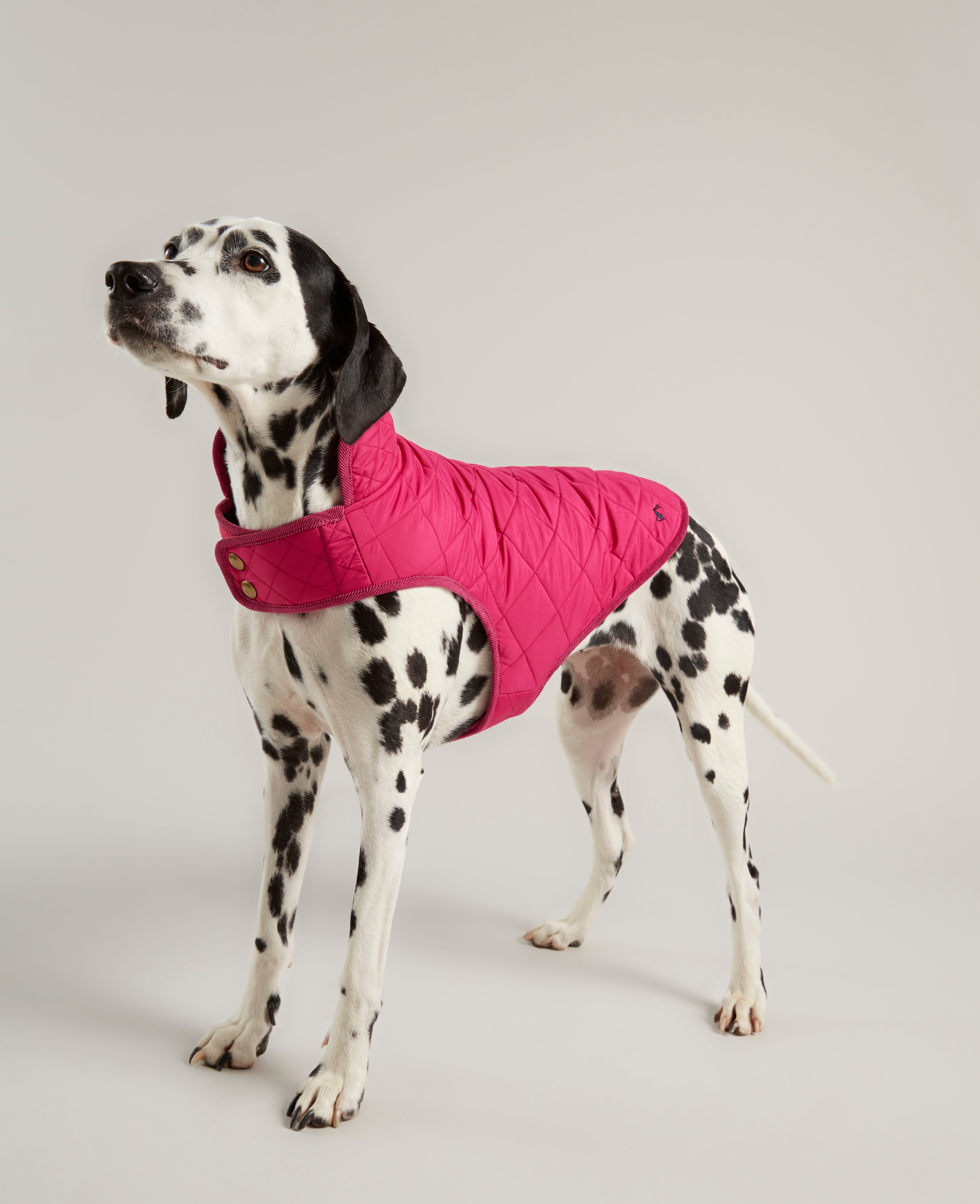puppy coats argos
