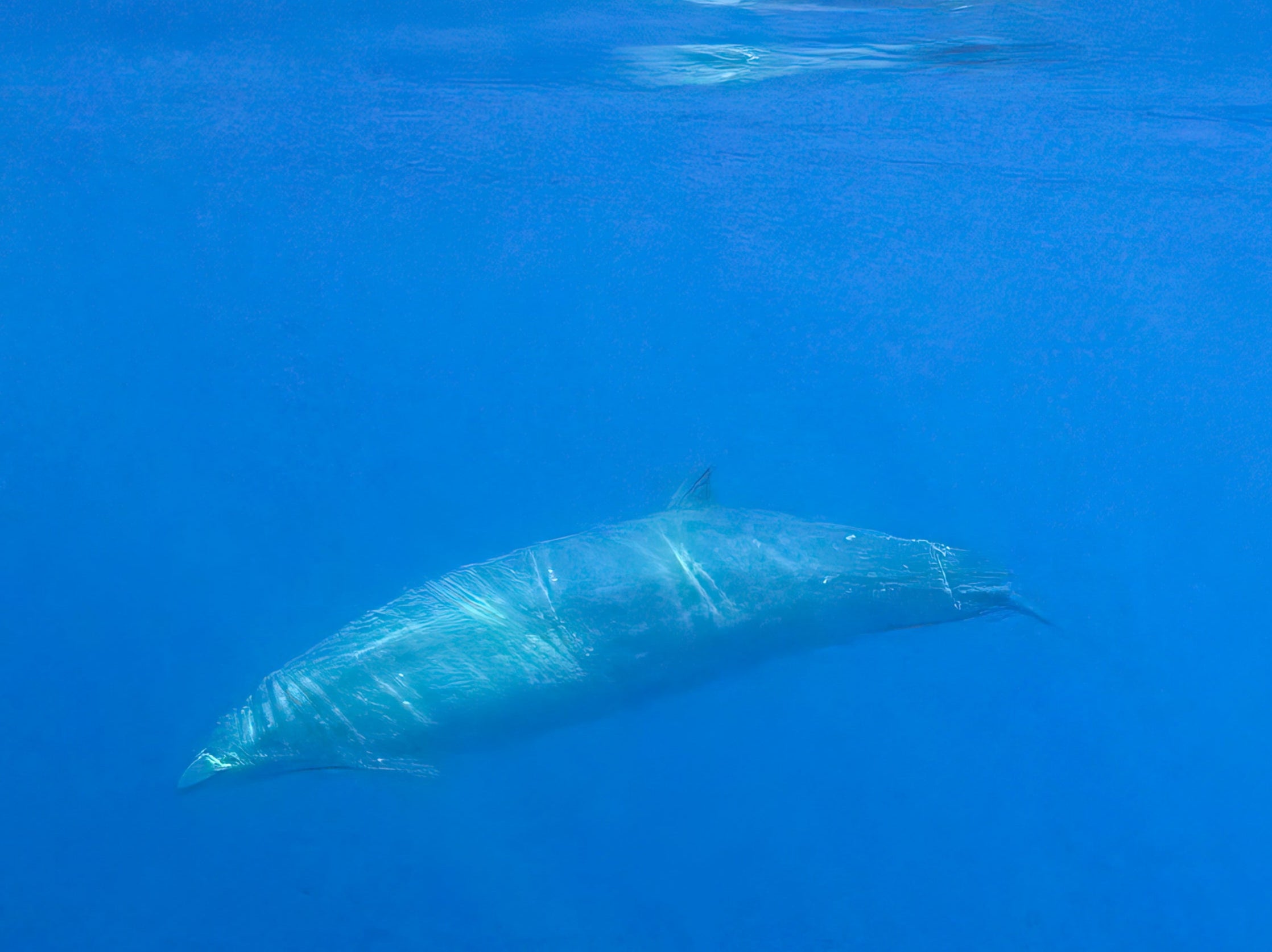 Scientists looking for rare whale stumble across entirely new species of  whale | The Independent