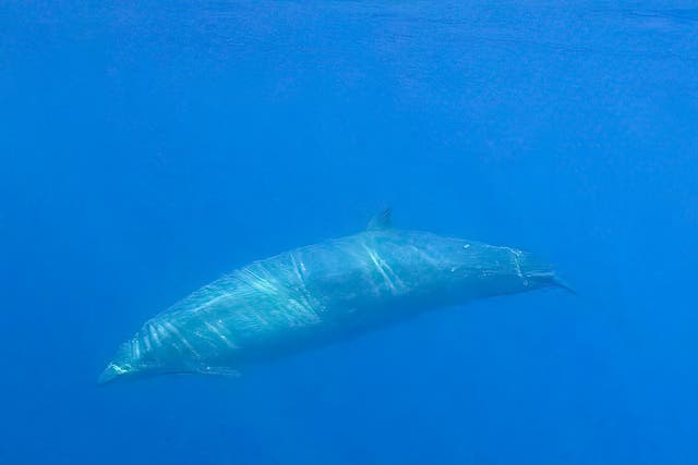 Researchers believe they have found a previously unknown species of beaked whale in waters off Mexico's western coast