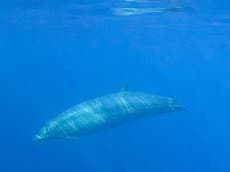 Scientists looking for rare whale stumble across entirely new whale
