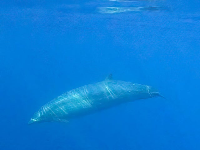 Researchers believe they have found a previously unknown species of beaked whale in waters off Mexico's western coast