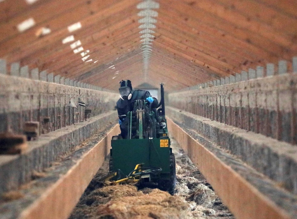 Mink that were removed from cages were killed and buried in pits last month