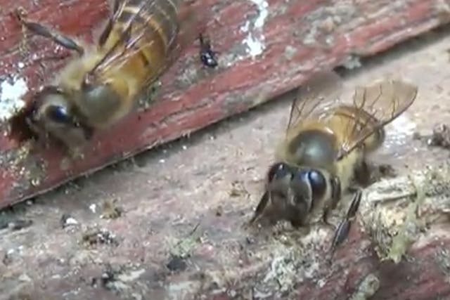 The bee on the right is carefully moulding a bit of animal dung onto the edge of its hive in a bid to keep aggressive hornets at bay
