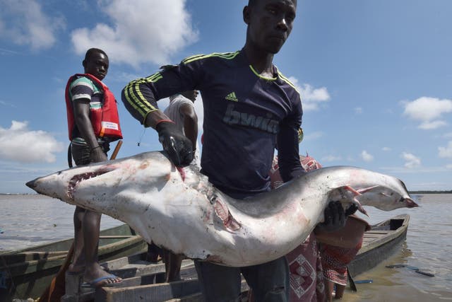 Hundreds of species of shark are threatened with being wiped out