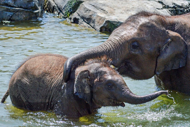 Second young elephant dies from virus at New York zoo