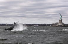 Humpback whale spotted near Statue of Liberty in New York City