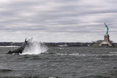 Humpback whale spotted near Statue of Liberty in New York City