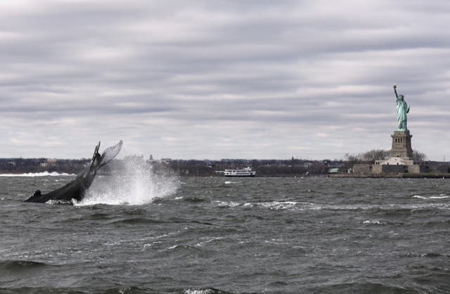 The tail of a humpback whale as it breaks the water’s surface near the Statue of Liberty in New York City.