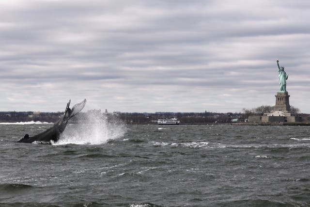 The tail of a humpback whale as it breaks the water’s surface near the Statue of Liberty in New York City.