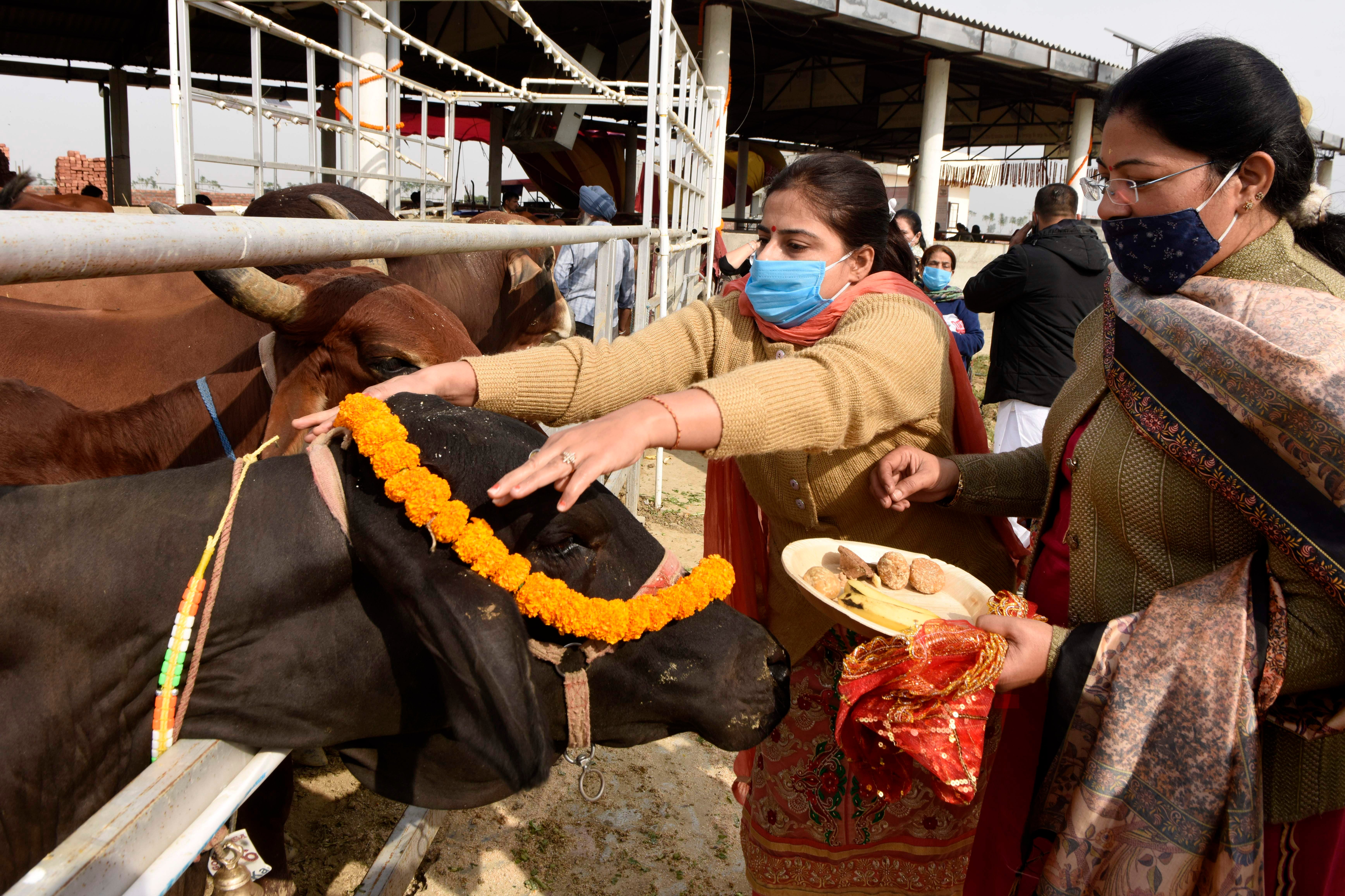 File: Hindu devotees worship a cow during the Gopashtami festival&nbsp;