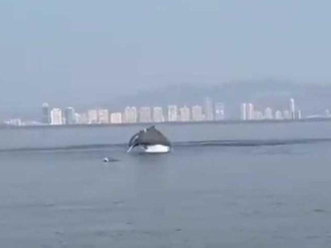 Dolphins spotted at Vashi creek of Mumbai
