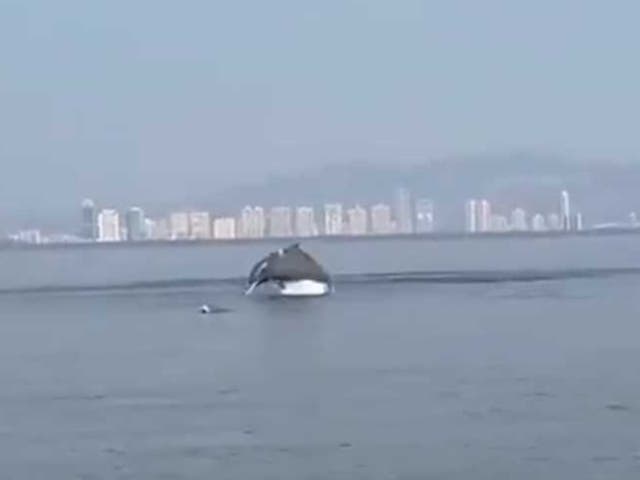 <p>Dolphins spotted at Vashi creek of Mumbai</p>