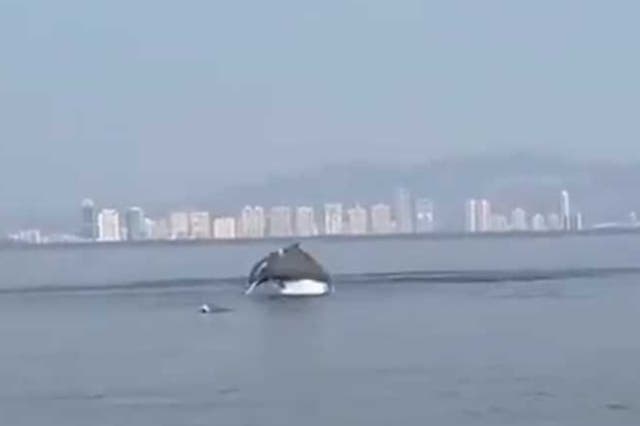 <p>Dolphins spotted at Vashi creek of Mumbai</p>