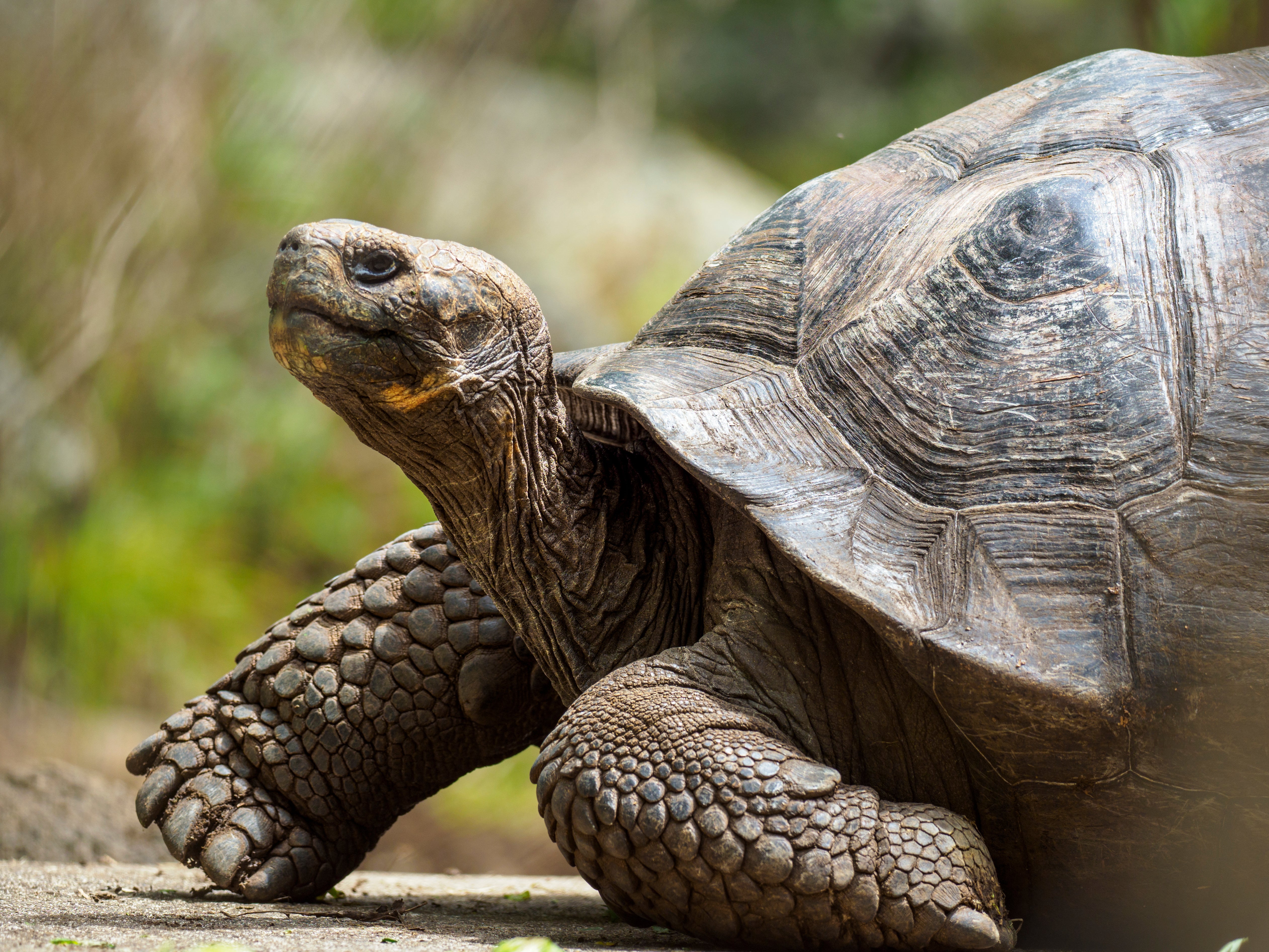 Tortoises are ‘negligibly senescent’, meaning they don’t lose ability as they get older