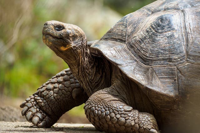 <p>Tortoises are ‘negligibly senescent’, meaning they don’t lose ability as they get older</p>