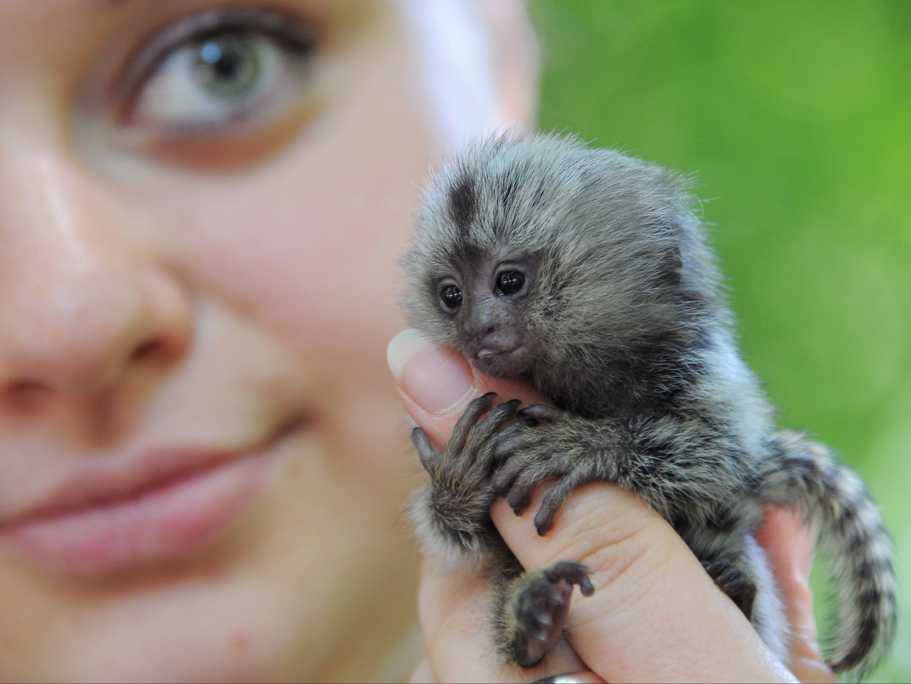 Keeping primates as pets to be banned after social media-driven trend leaves monkeys ‘living in misery’