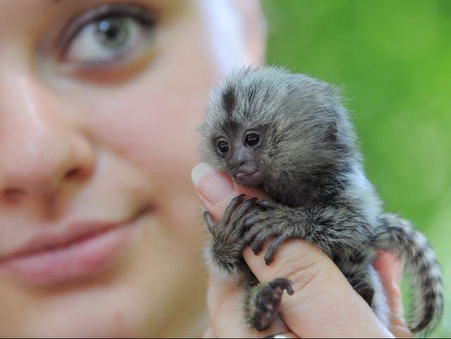 <p>Marmosets are one of the most popular species bought as pets in the UK</p>