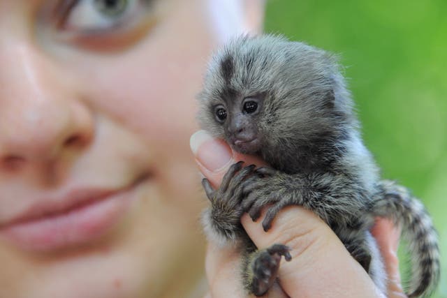 <p>Marmosets are one of the most popular species bought as pets in the UK</p>