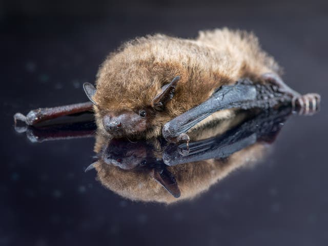 A soprano pipistrelle bat