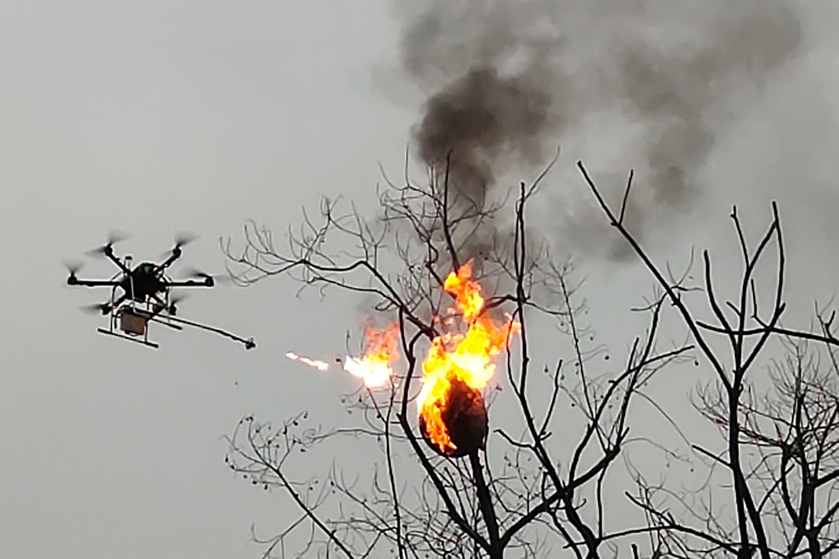 Flamethrower drone incinerates wasp nests in China | The Independent