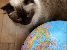 Pet passports needed to cross from GB to Northern Ireland post-Brexit
