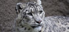Snow leopard tests positive for Covid-19 