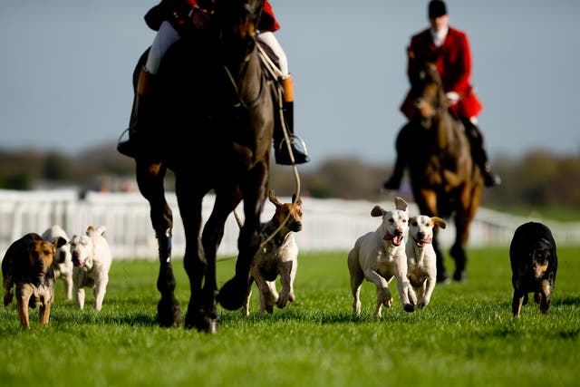 <p>Hounds from the Vine &amp; Craven Hunt parade at Newbury racecourse. The billionaire owner of H&amp;M has reportedly banned hunting on his estate</p>