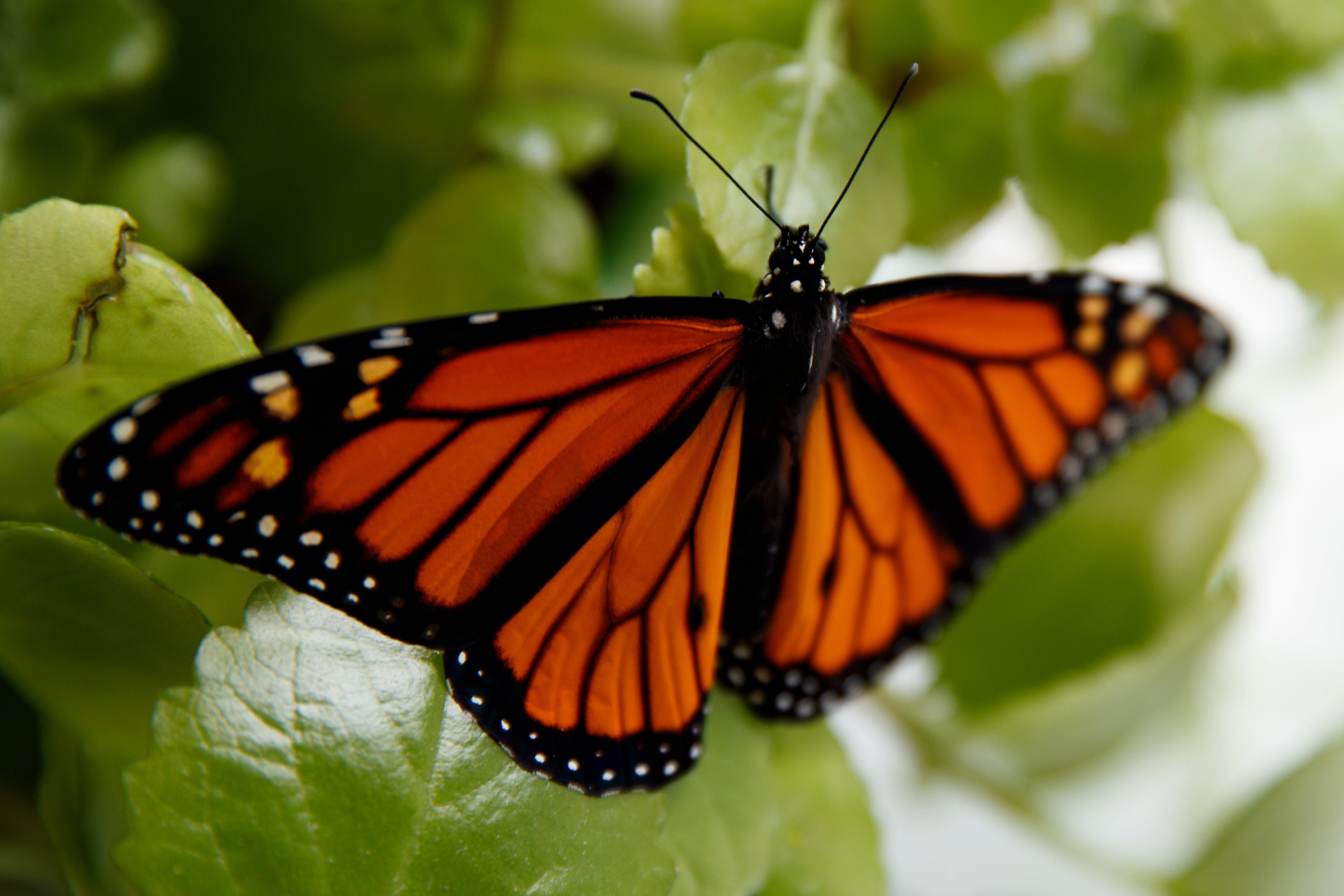 Monarch butterfly populations are under threat