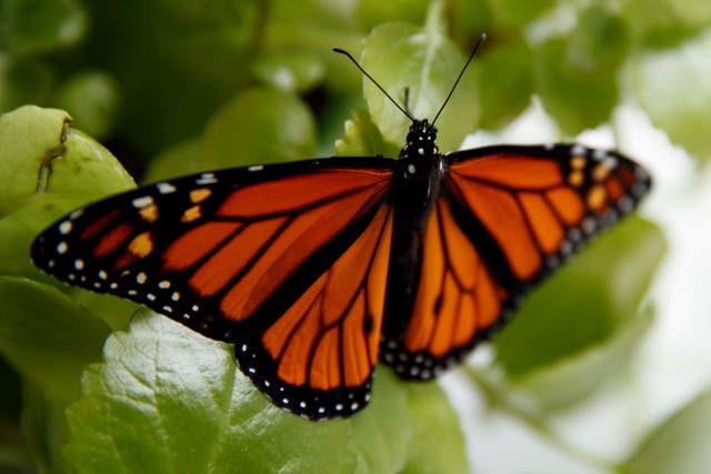 Monarch Butterfly Threatened