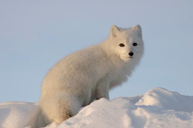 Hundreds of thousands of Arctic fox are bred each year for their fur