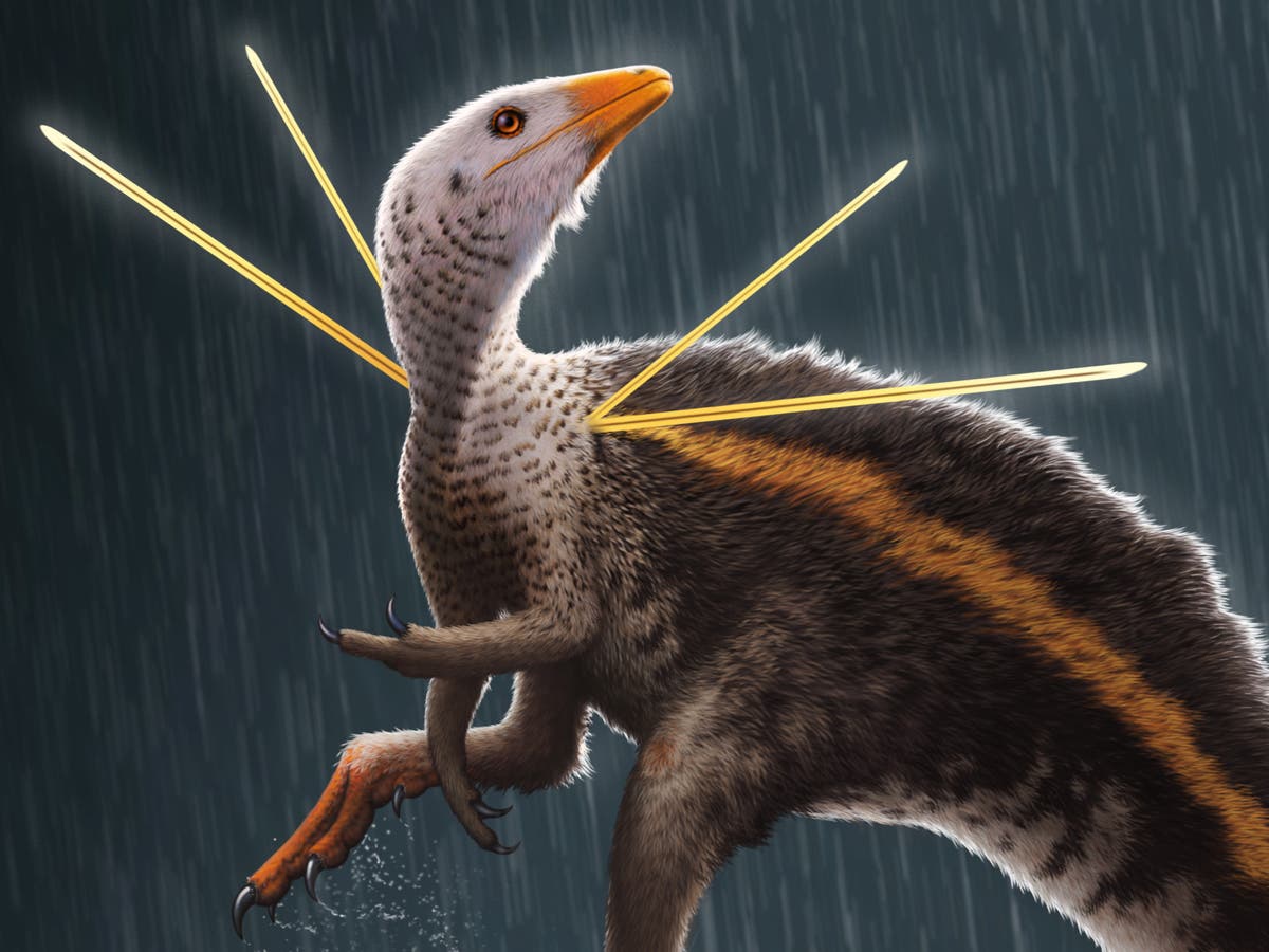 Chicken-sized dinosaur with ‘flamboyant’ fur mane and stiff ribbons projecting from its shoulders discovered