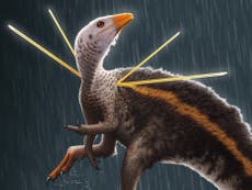 Chicken-sized dinosaur with ‘flamboyant’ fur mane discovered