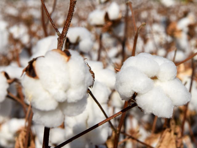 <p>A cotton field in Manas County in the Xinjiang region of China</p>