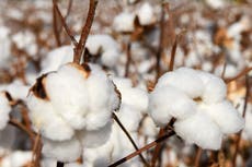 More than 500,000 Uighurs forced to pick cotton in China — report