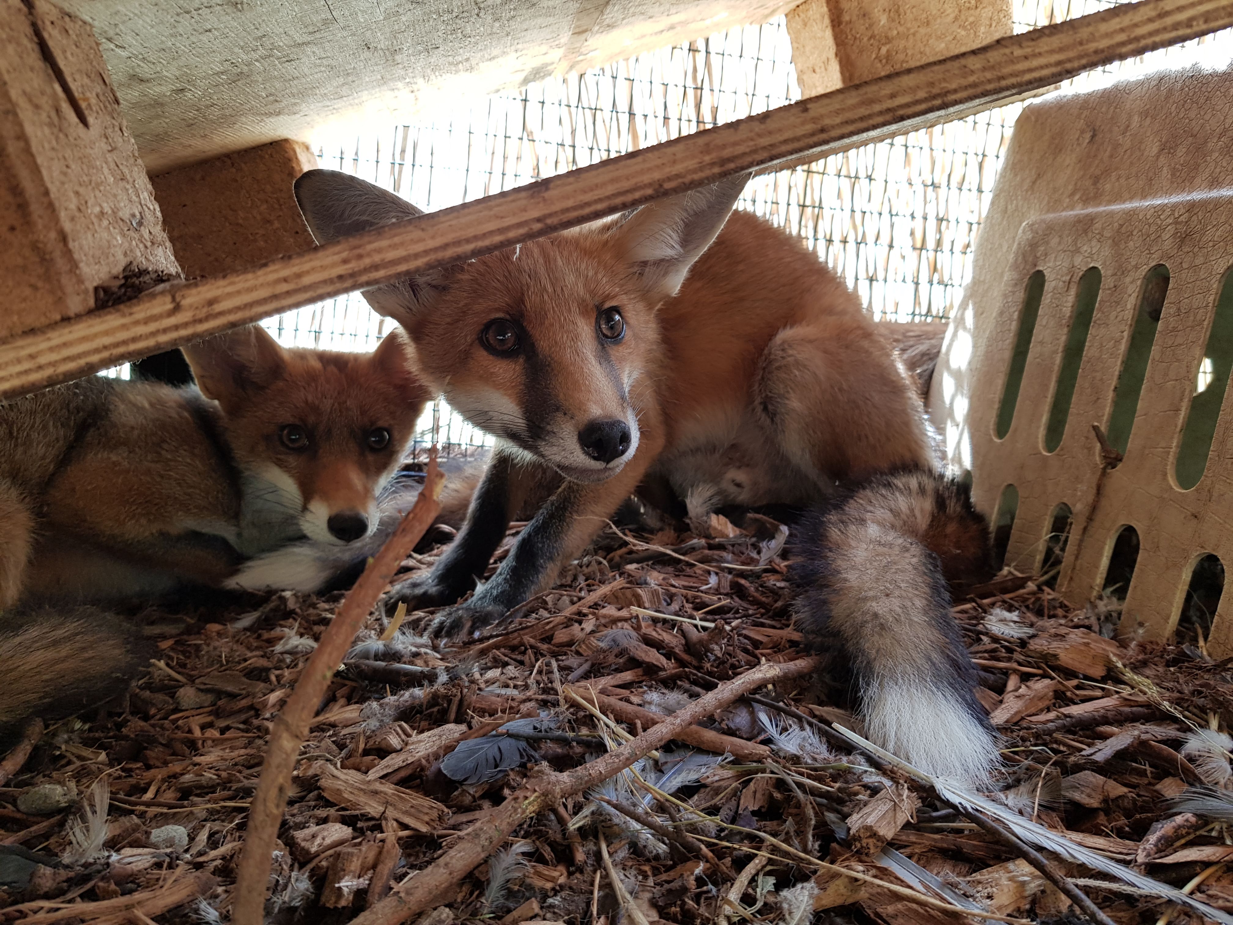 Jupiter and Vesta, two malnourished fox cubs that were rescued, rehabilitated and released back into the wild by HART