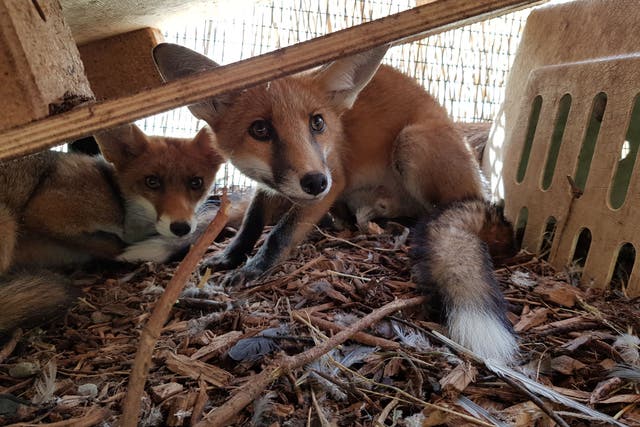 <p>Jupiter and Vesta, two malnourished fox cubs that were rescued, rehabilitated and released back into the wild by HART</p>