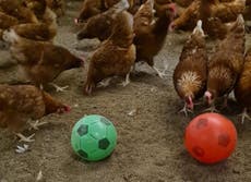 Fowl! Farmer gives chickens footballs in bird flu lockdown