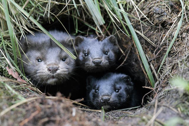 A group of mink take shelter in a hole in the ground