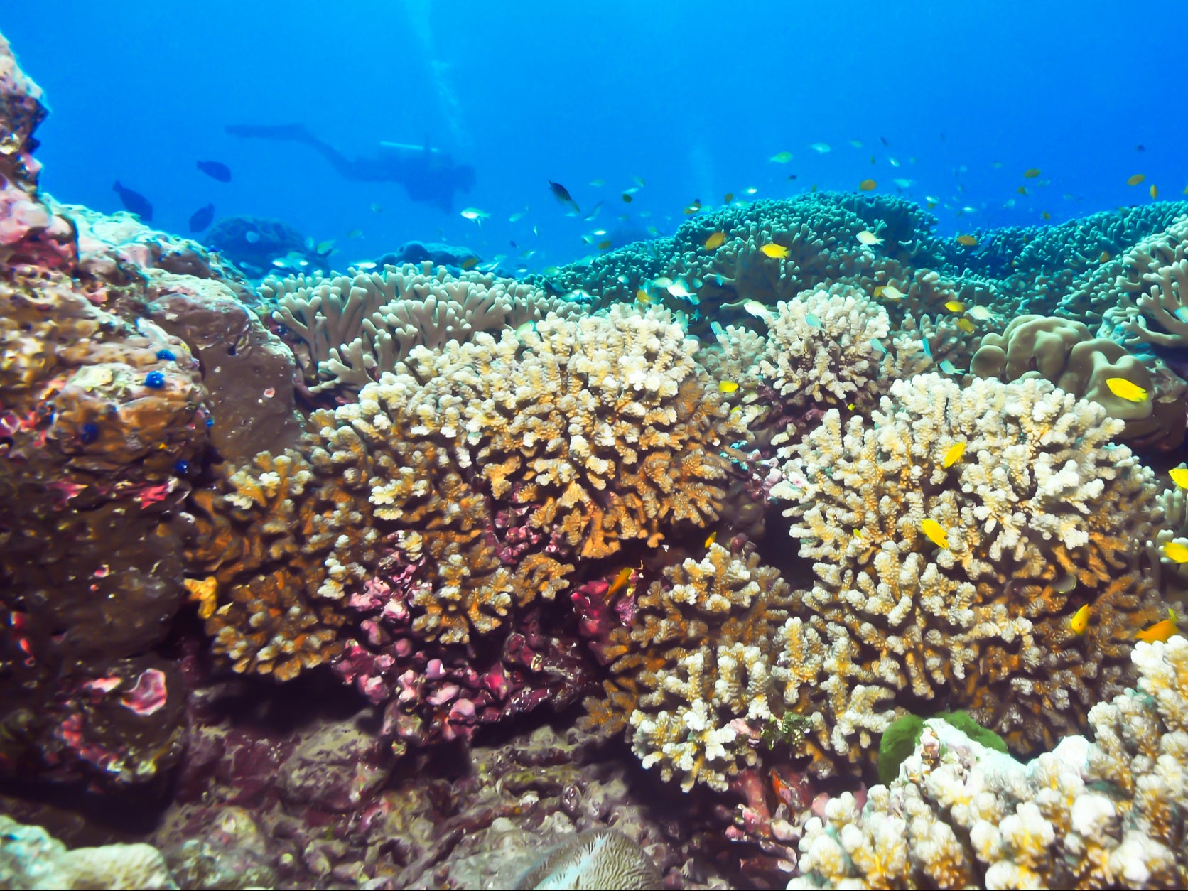 Healthy corals in the Indian Ocean