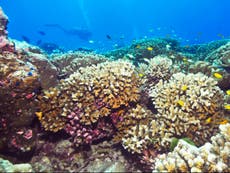 Unique ‘climate refuge’ for coral discovered off coast of east Africa