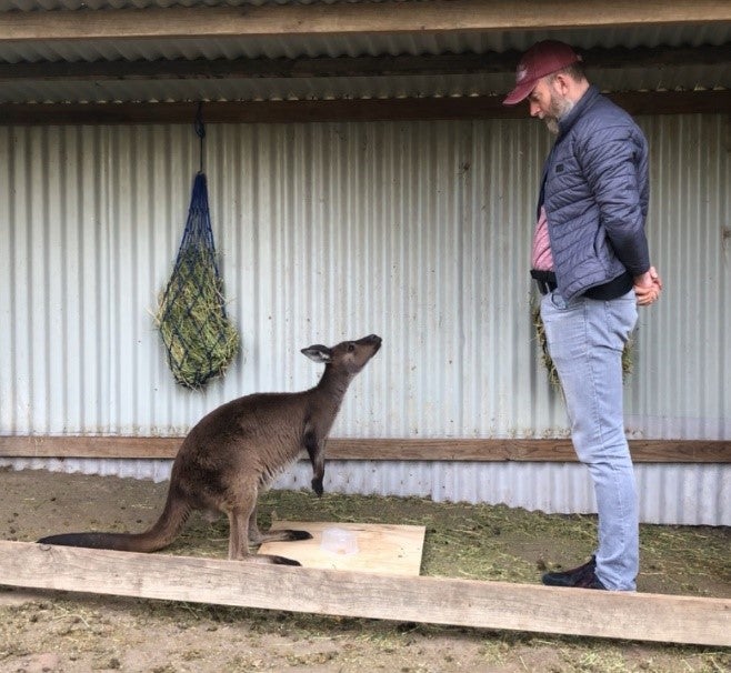 Undated handout photo issued by the University of Sydney of a kangaroo interacting with a human. Kangaroos can communicate with humans despite never being domesticated, according to a new study