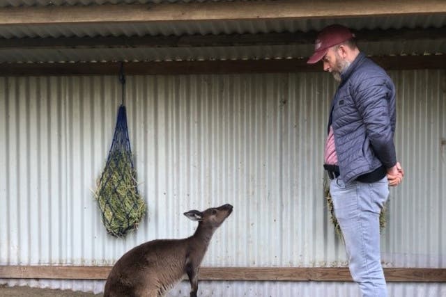 Undated handout photo issued by the University of Sydney of a kangaroo interacting with a human. Kangaroos can communicate with humans despite never being domesticated, according to a new study