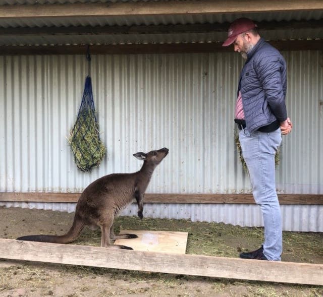 Kangaroos can communicate with humans and even 'ask for help' when needed,  study finds | The Independent