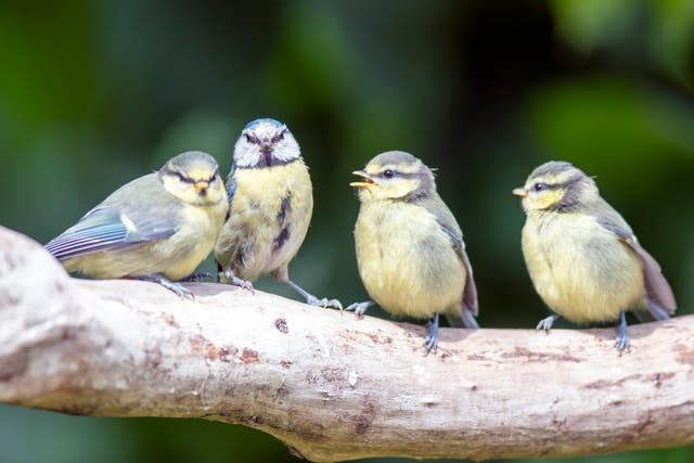 A family of blue tits - three young and one adult - perching on a branch in Durham, UK