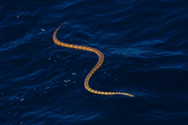 Sea snakes could be among debris and harmful algal blooms hiding in sea foam, Australians have been warned