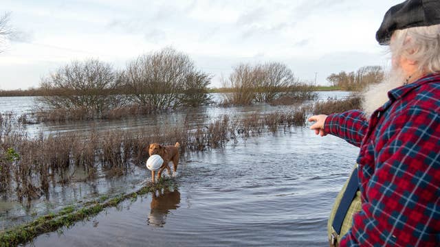 A dog retrieves a hard hat from flood water in Sutton in Cambridgeshire, as the Met Office have warned the next couple of months are likely to be wetter than normal in the UK, raising the prospect of flooding