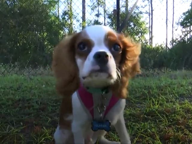 Gunner, a five-year-old Cavalier King Charles Spaniel was saved from the jaws of an alligator in Lee County, Florida
