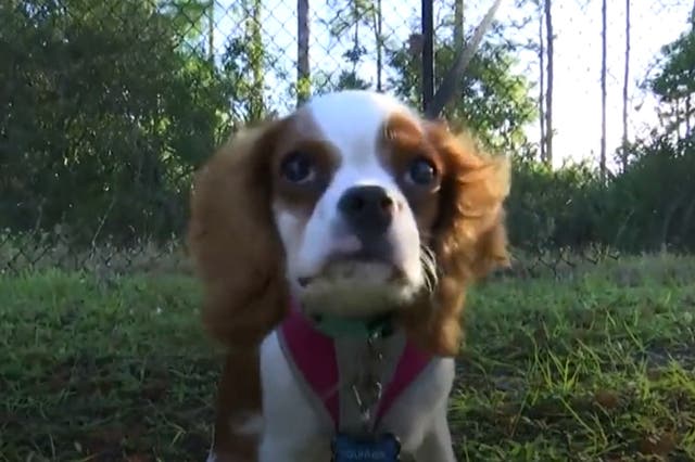 Gunner, a five-year-old Cavalier King Charles Spaniel was saved from the jaws of an alligator in Lee County, Florida